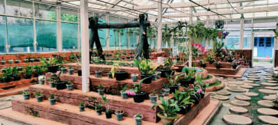 Exotic blooming orchids at the Tipi Orchid Research Centre.