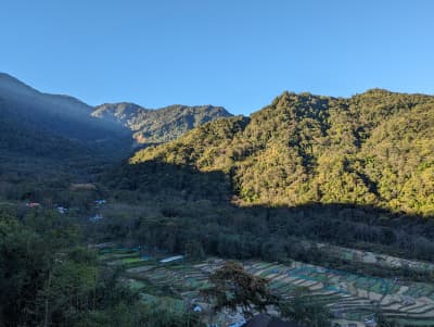 Centuries-old terraced paddy fields integrated with nitrogen-fixing Nepalese Alder trees in Khonoma valley