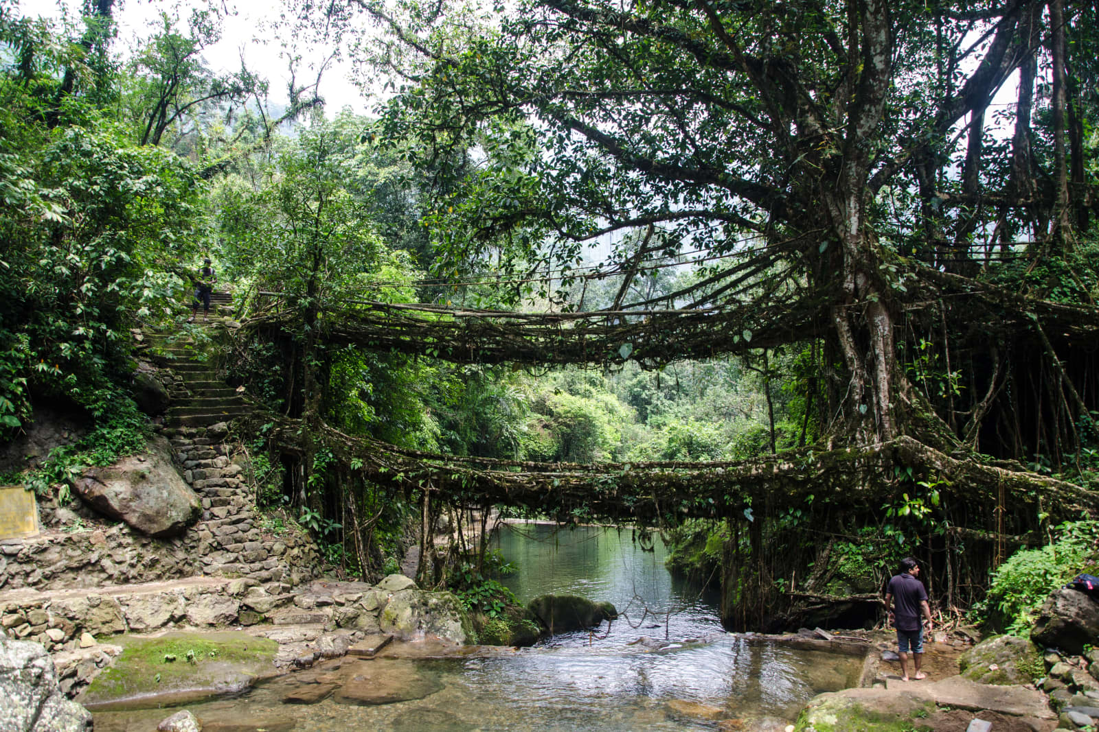 Double Decker Root Bridge Trek