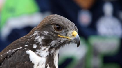 Seattle Seahawks' Live Hawk Taima Lands on Fan's Head During Game