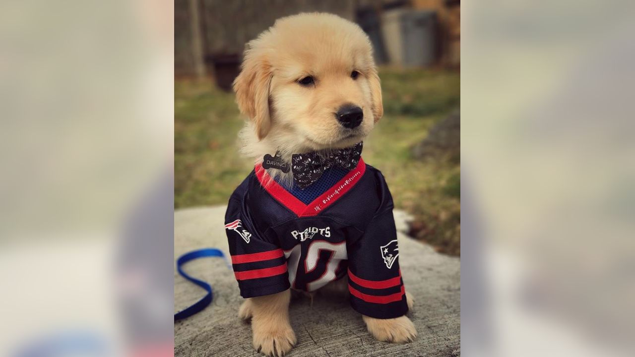 puppy patriots jersey