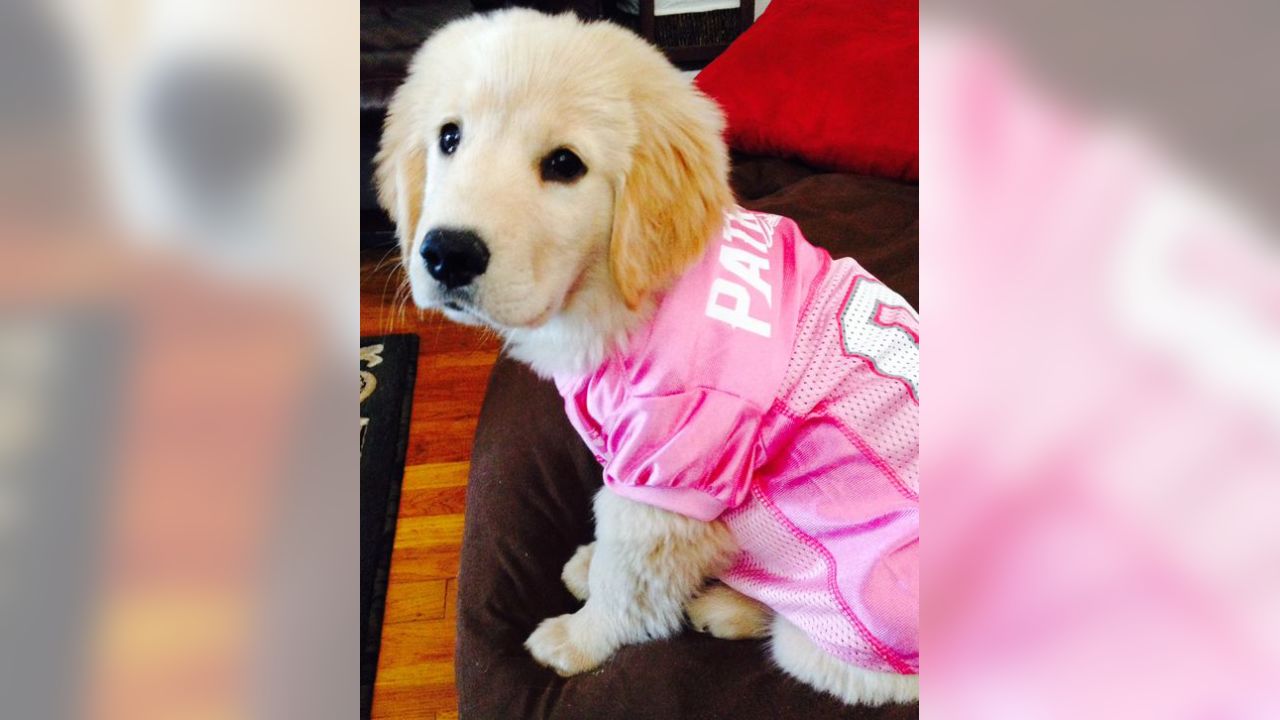 pink patriots dog jersey