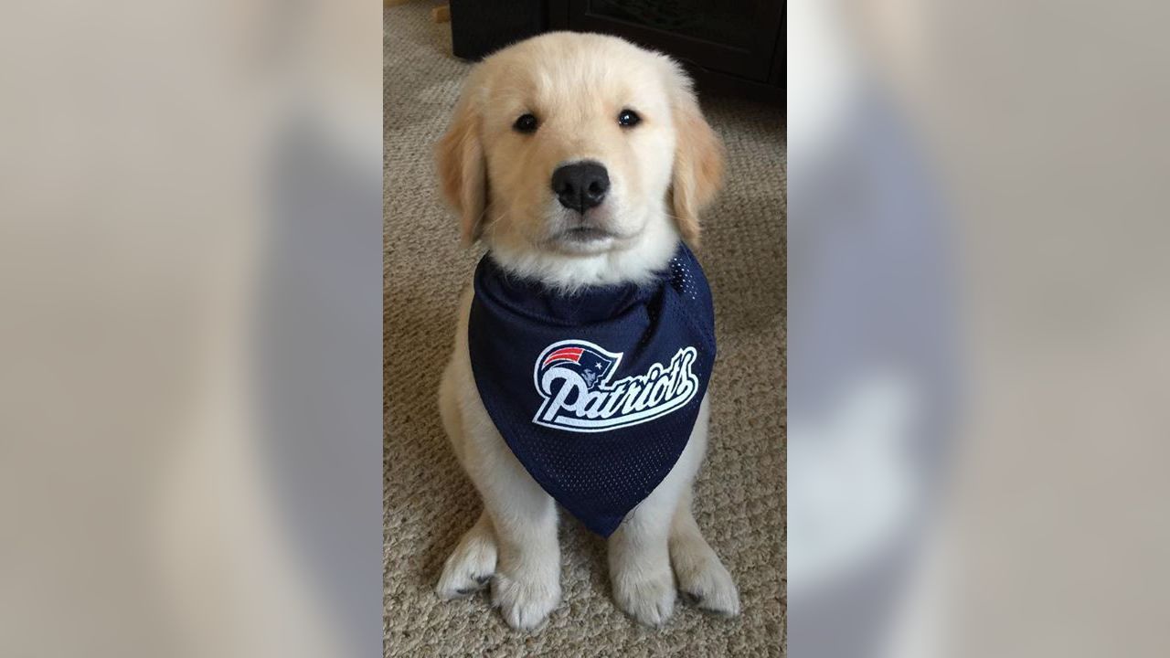 patriots puppy jersey