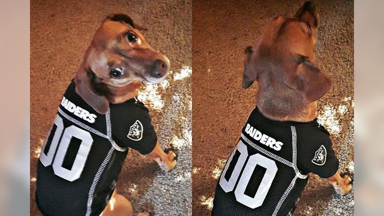 raiders clothes for dogs