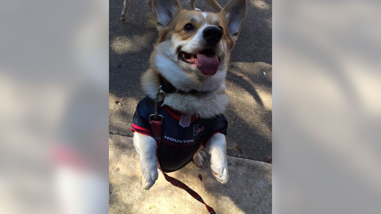 houston texans dog jersey