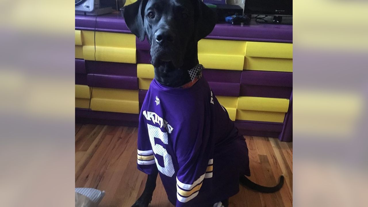 vikings jersey dog