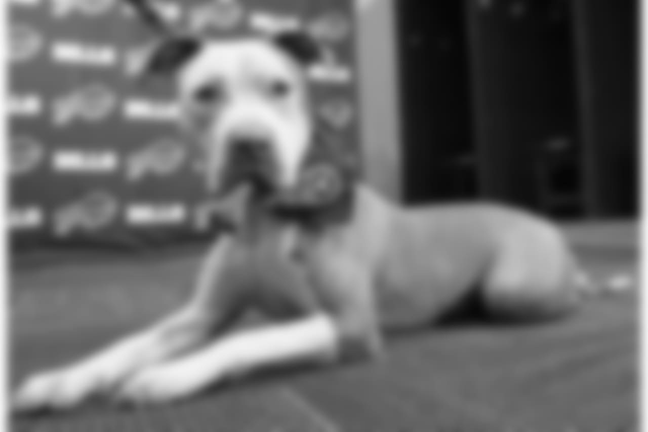 Age/Breed: Two-year-old pit bull mix
Skills: Rosa is killing it! She is obedience trained, up-to-date on all vaccines, spayed, crate-trained and housebroken! She loves kids and other dogs but does not enjoy cats. Rosa is working with a trainer on facing her fear of men and is already gaining a lot more confidence.
To fill out an application to adopt Rosa and to view other adoptable dogs, click here!