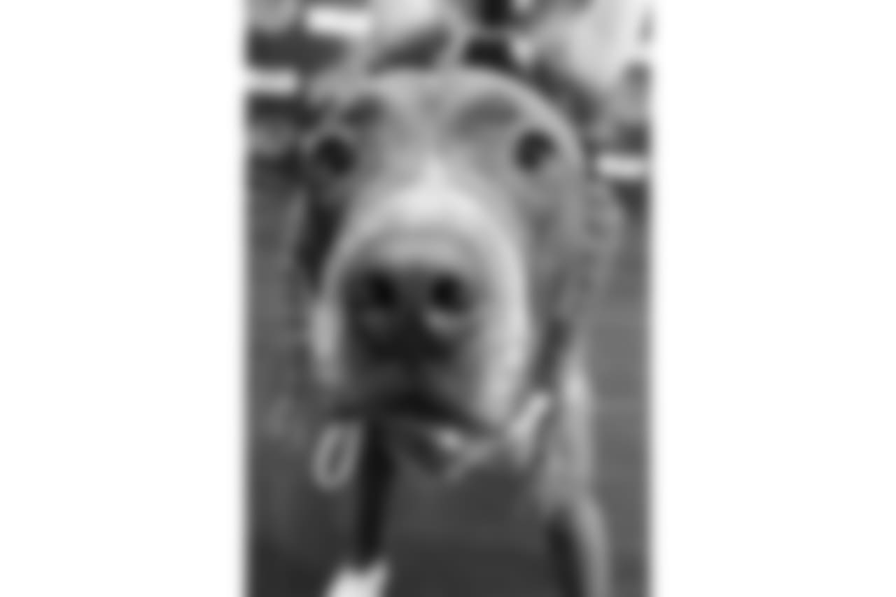 Age/Breed: Two-and-half year-old pit bull/labrador mix
Weight: 55 pounds
Coco is neutered, house-trained, knows how to sit and stay and even obeys “no” without trouble! He is great with cats, dogs and kids. During his downtime, Coco enjoys hugs and snuggles.
To fill out an application to adopt Coco and to view other adoptable dogs, click here!