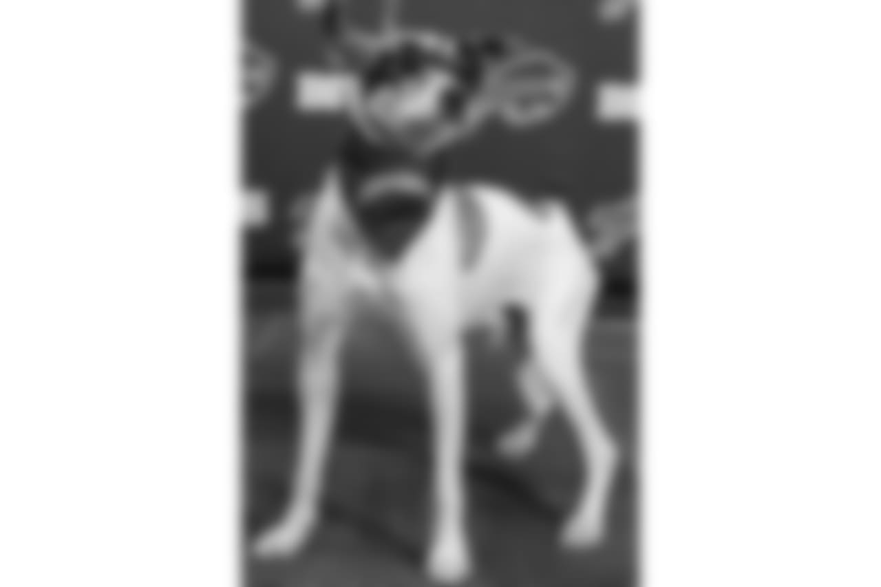 Age/Breed: Two-year-old beagle mix
Skills: Bentley traveled all the way from Puerto Rico to find his forever home in Buffalo! When he first got here, he was emaciated, injured and scared but he has a come a long way! He is house-trained and loves to play fetch. Bentley is working on mastering stairs and loves being around people.
To fill out an application to adopt Bentley and to view other adoptable dogs, click here!