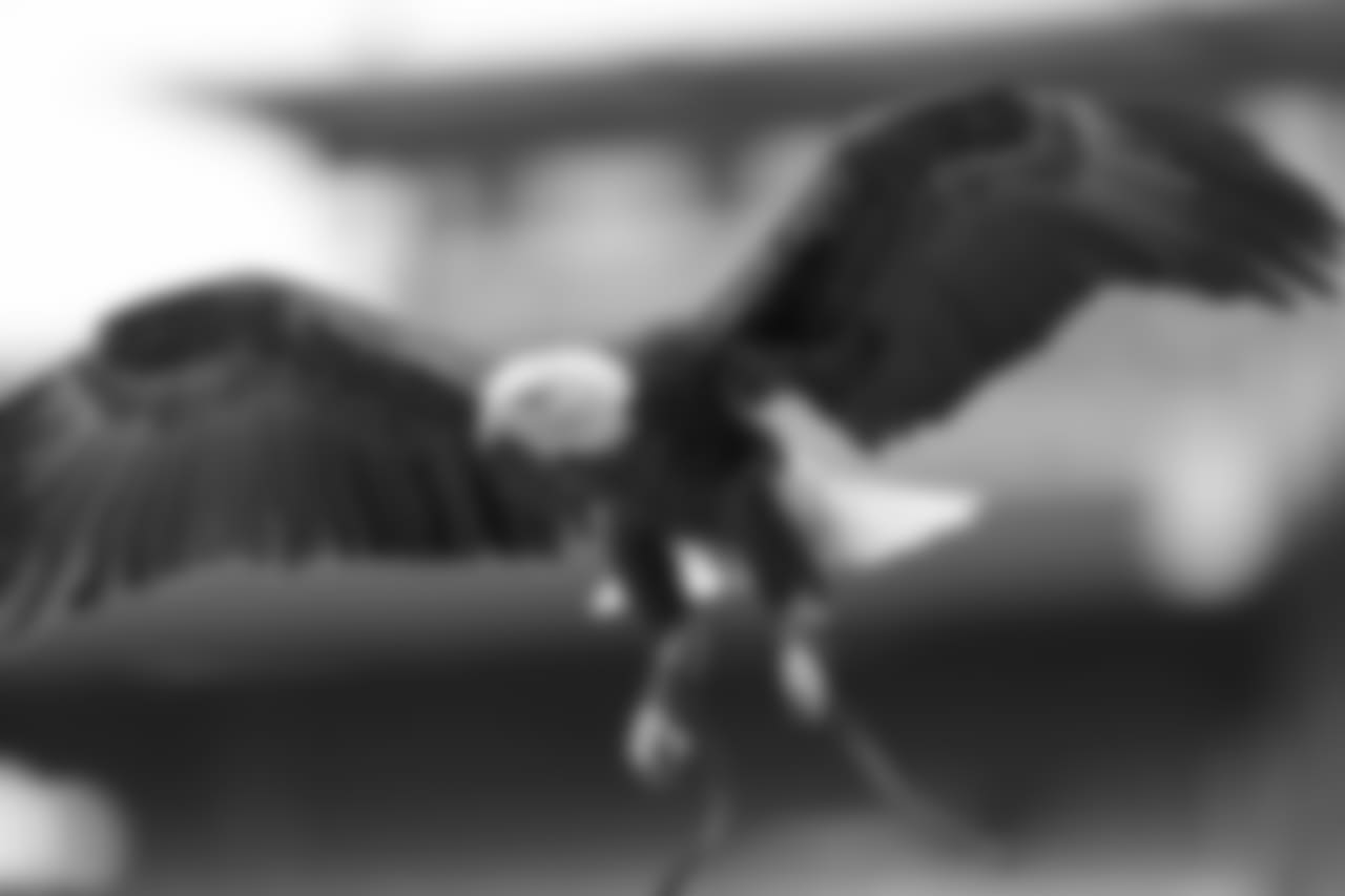 Challenger the Eagle
