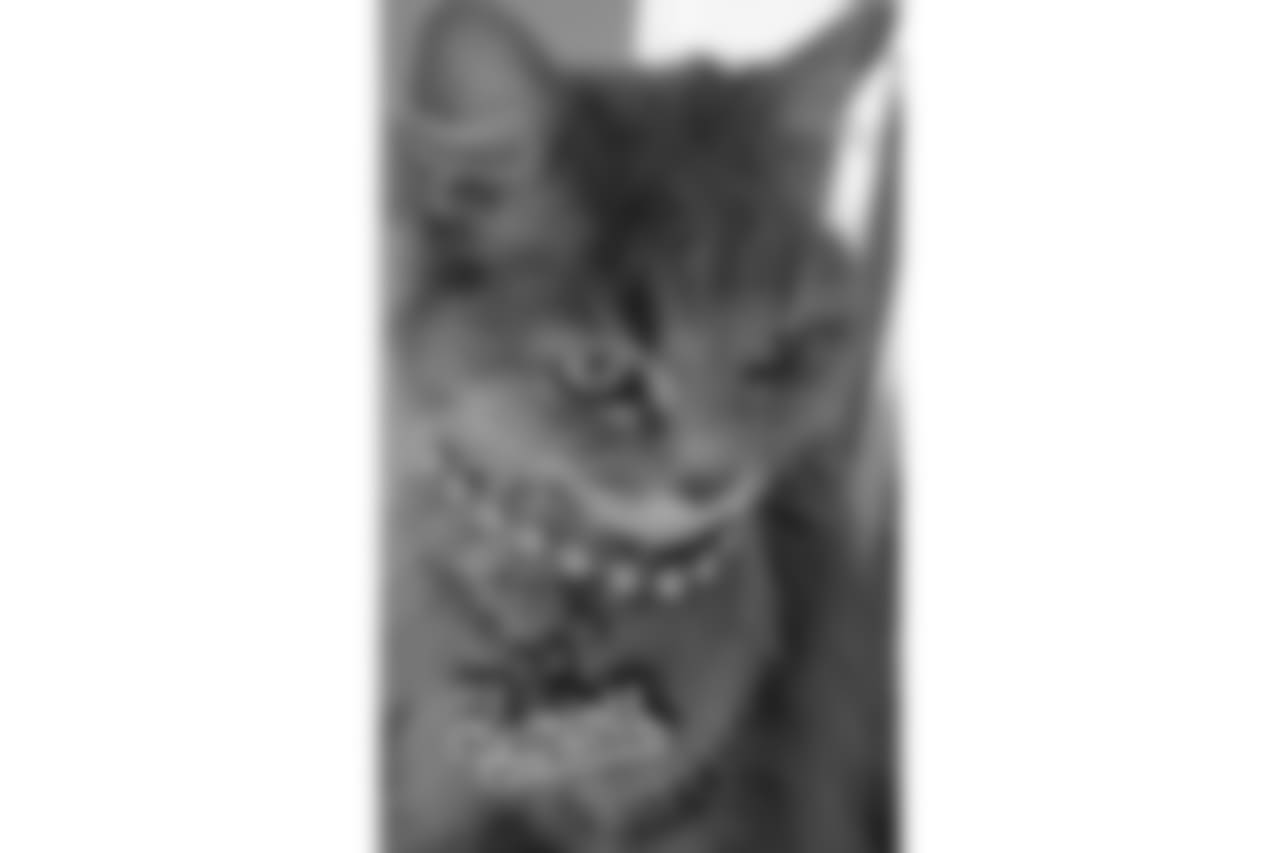 53270_8_4080826777.jpg