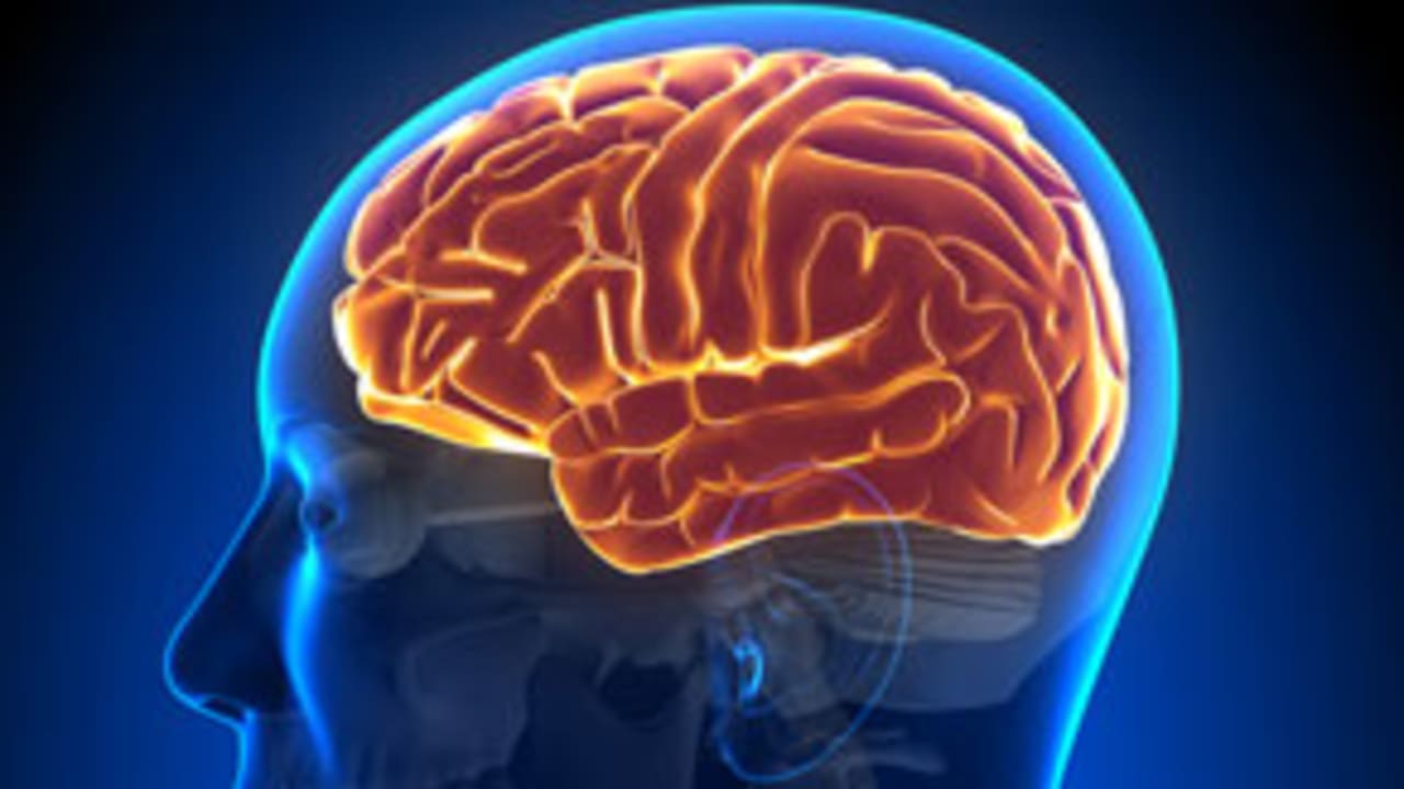 brain-122713-evoo.jpg