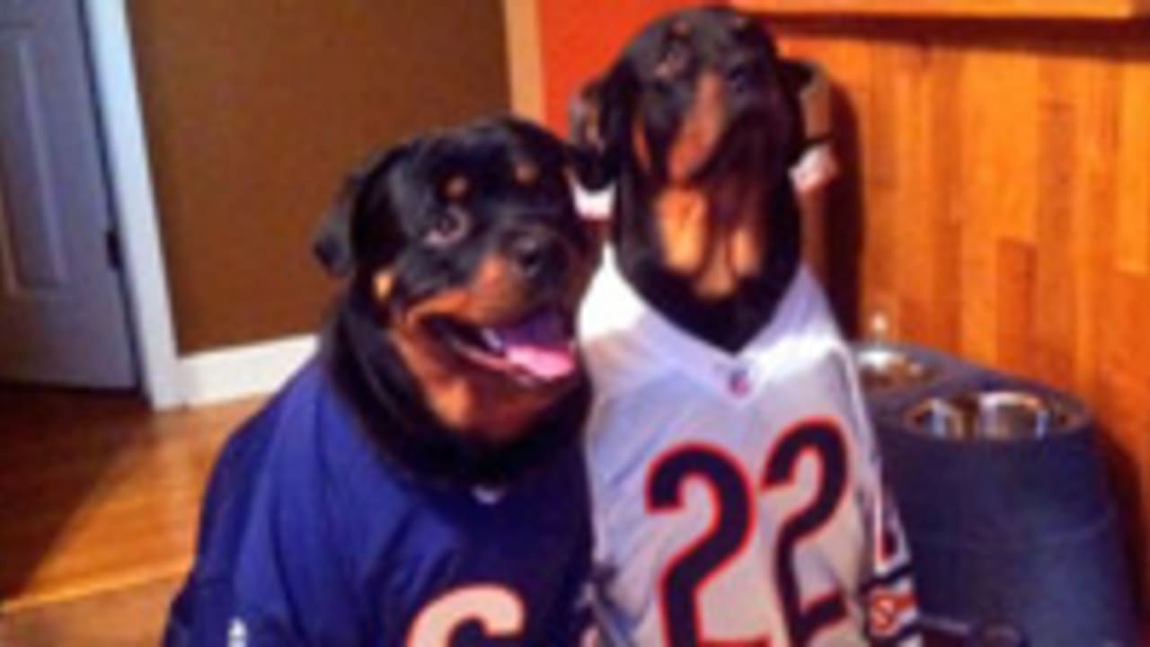 The NFL celebrates National Dog Day