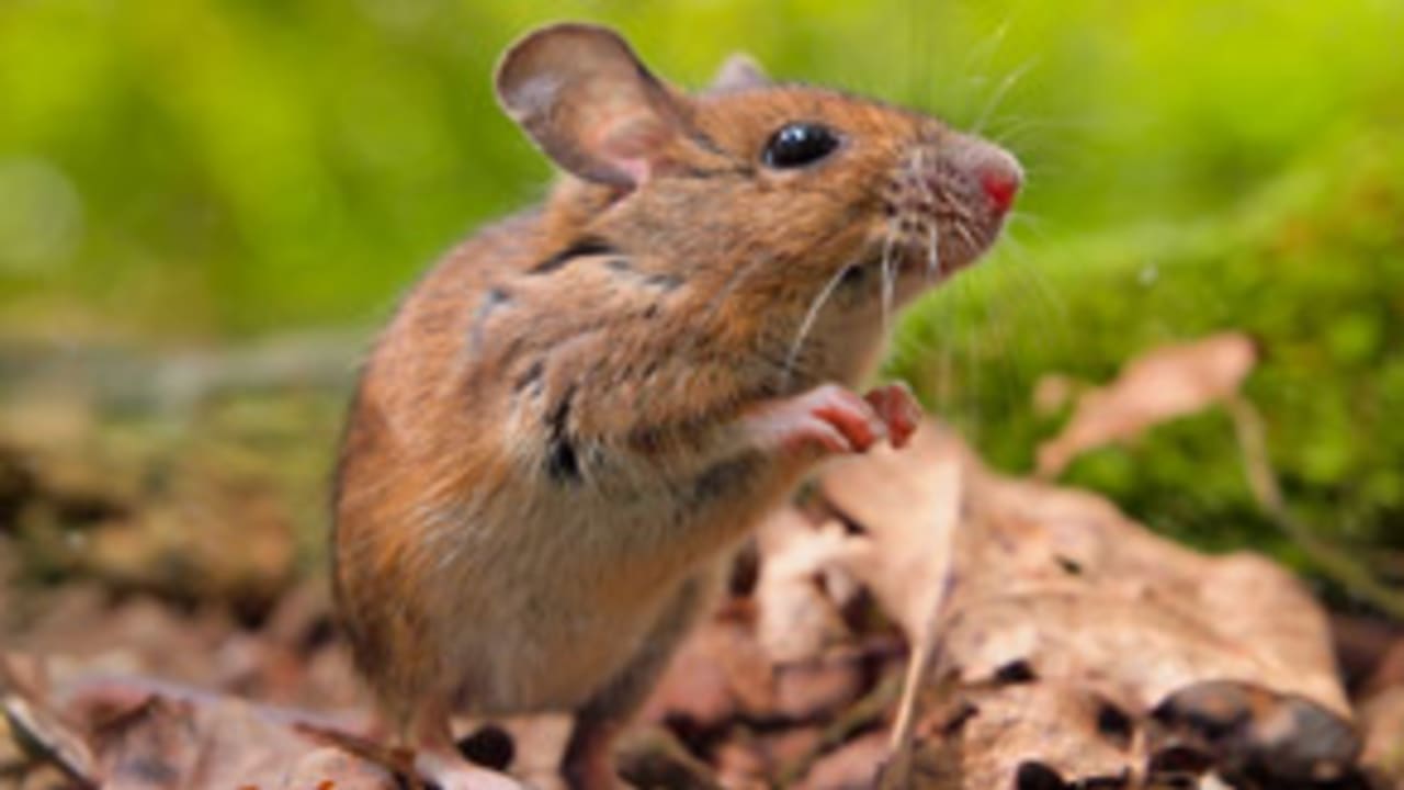mouse-140418-evo.jpg