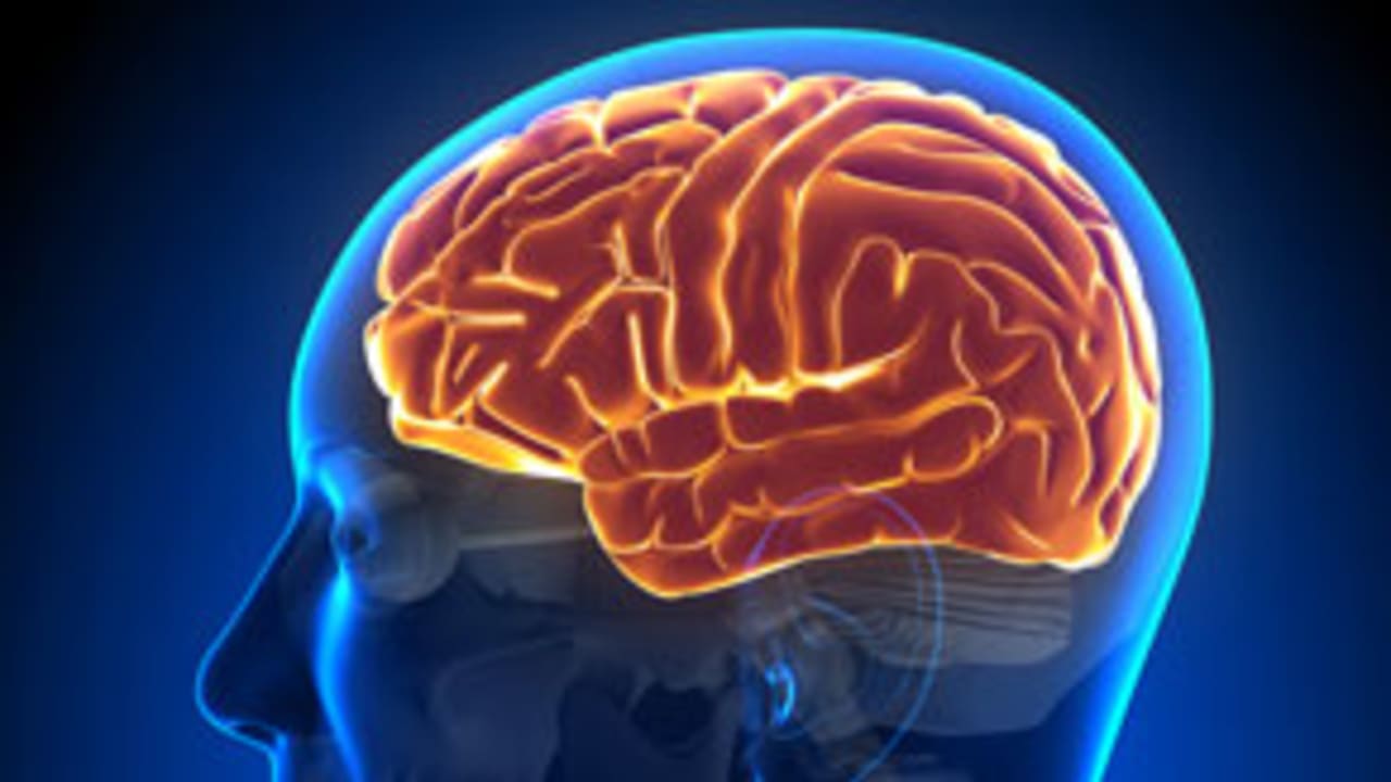 brain-112113-evo.jpg