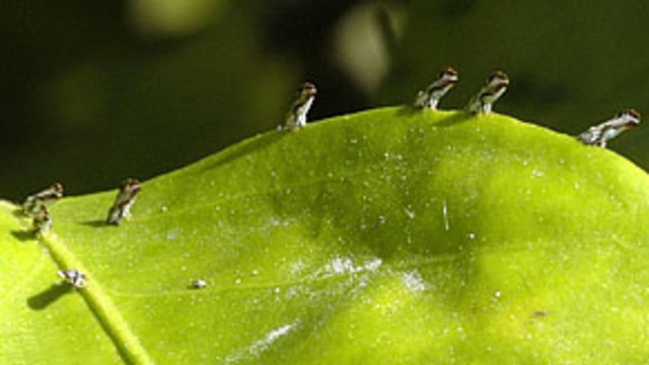 fruit-flies-131015-IA.jpg