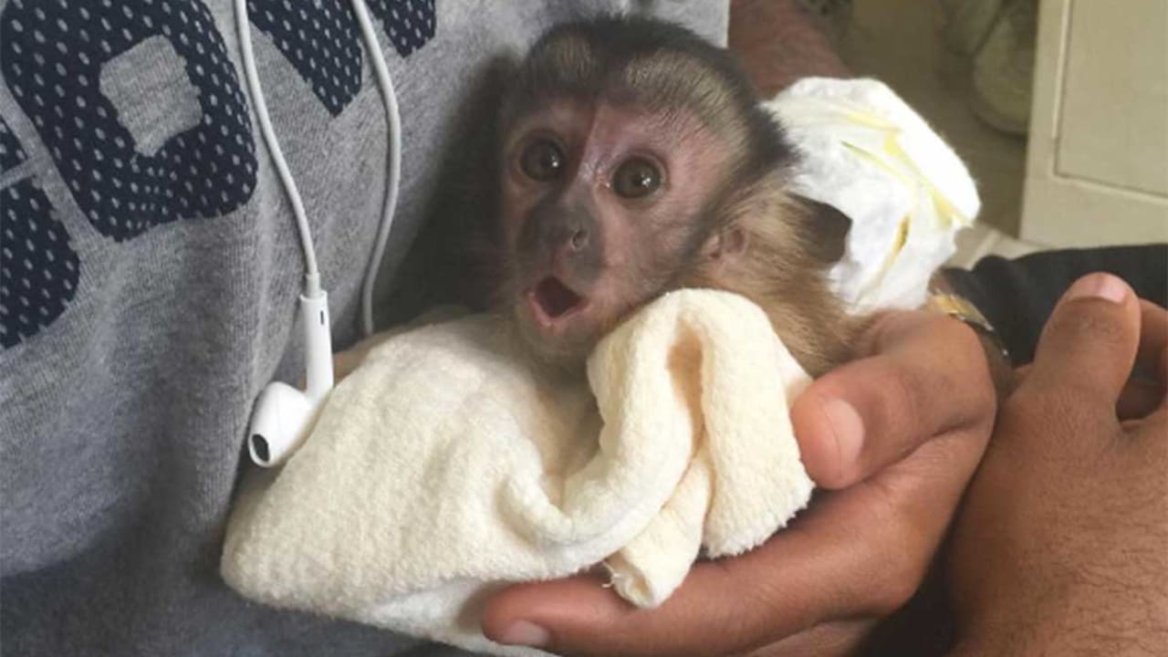 Terrible News Dez Bryant No Longer Owns Pet Monkey
