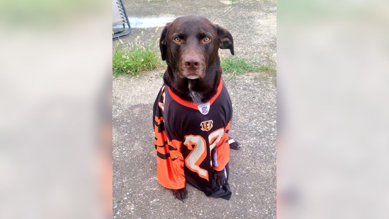 The NFL celebrates National Dog Day