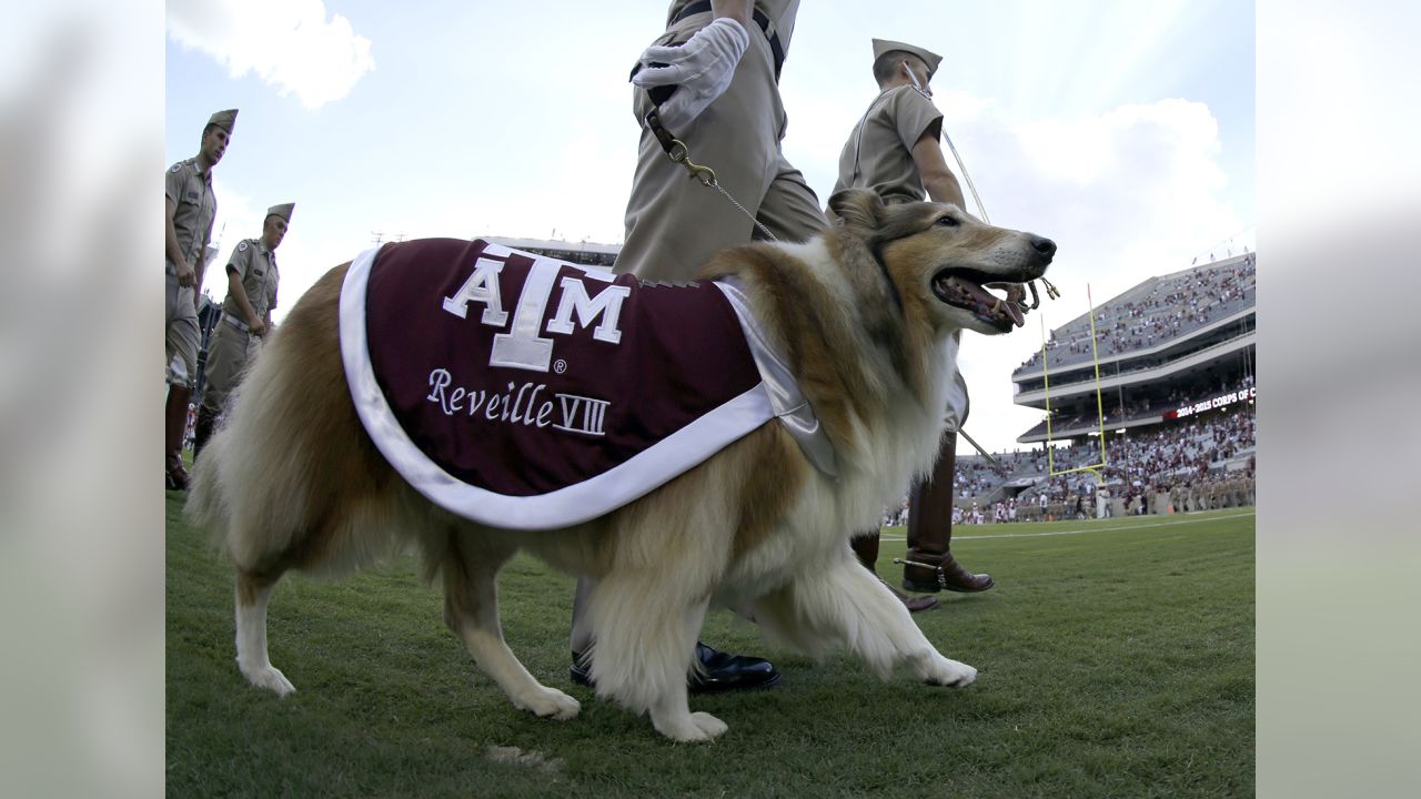 Ranking college football's 28 live dog mascots 