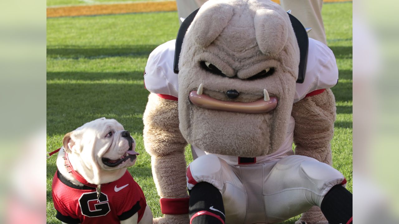 Ranking college football's 28 live dog mascots 