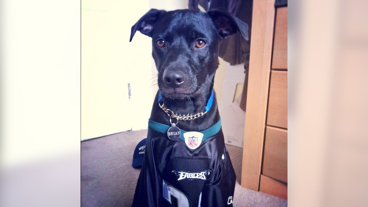 day in the life of an nfl dog 