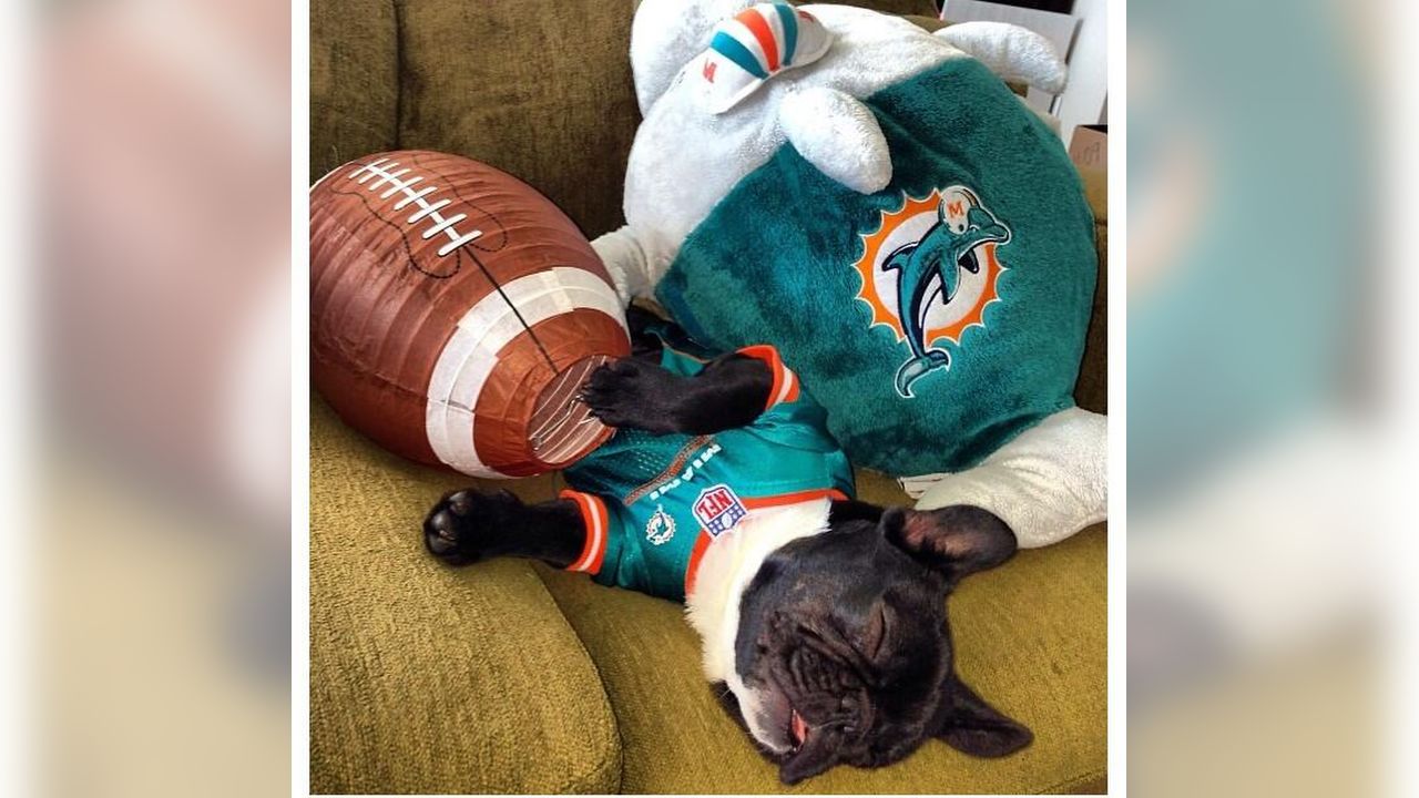 These adorable NFL dogs are winning National Puppy Day