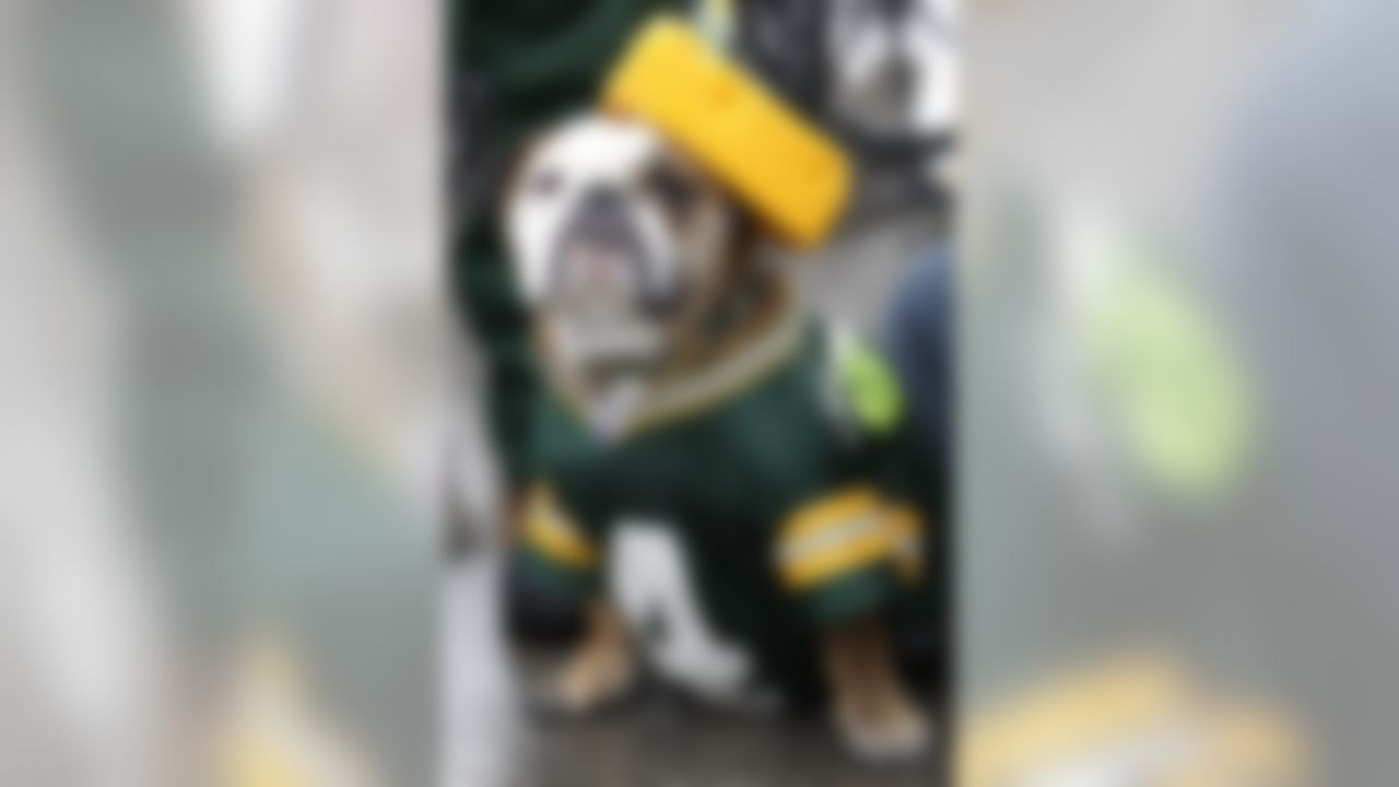 clay matthews dog jersey