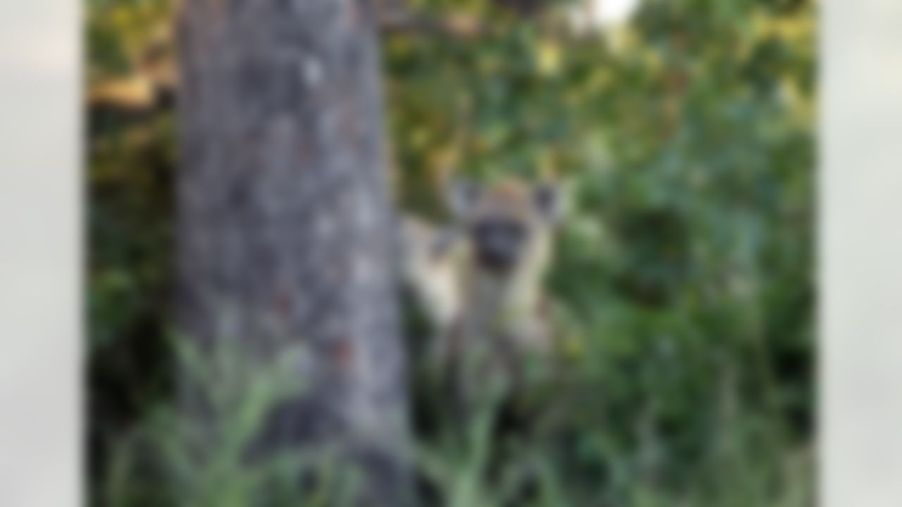 Photos taken by Arizona Cardinals wide receiver Larry Fitzgerald during his offseason travels.