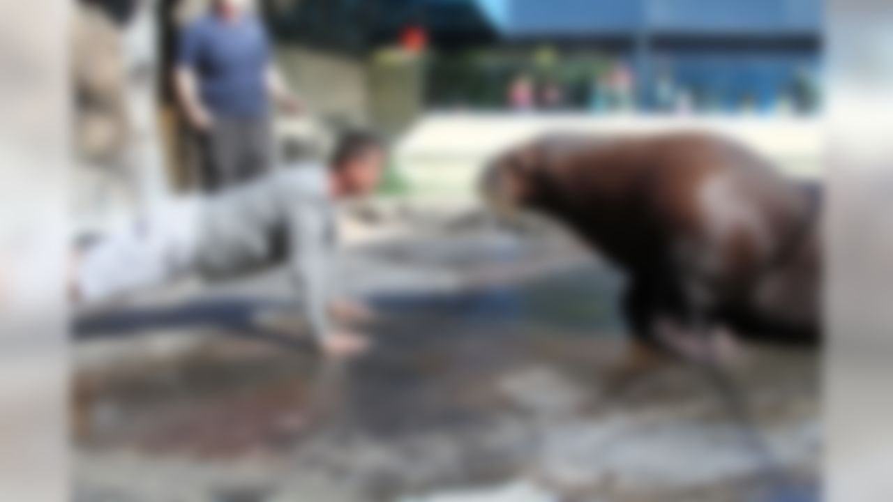 San Francisco 49ers head coach Jim Harbaugh does push-ups with Siku, a Pacific walrus, at Six Flags Discovery Kingdom on Sunday, March 16, 2014 in Vallejo, CA. (Nancy Chan/Six Flags Discovery Kingdom)