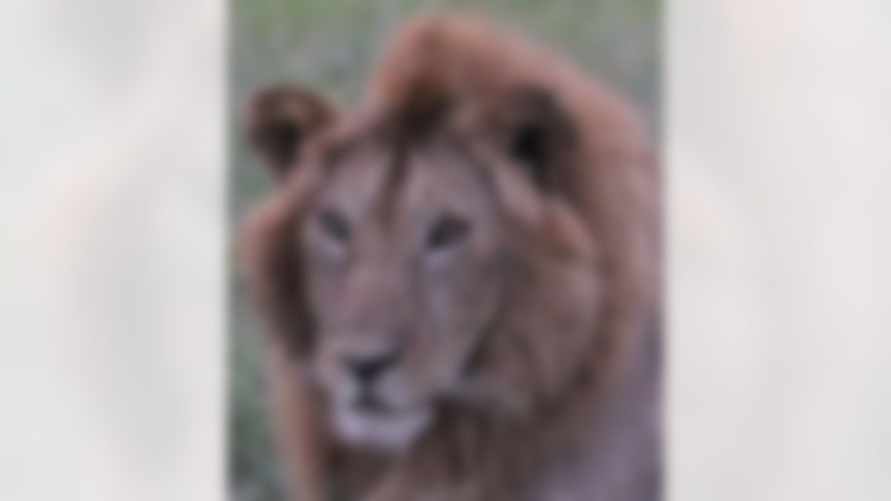 Photos taken by Arizona Cardinals wide receiver Larry Fitzgerald during his offseason travels.