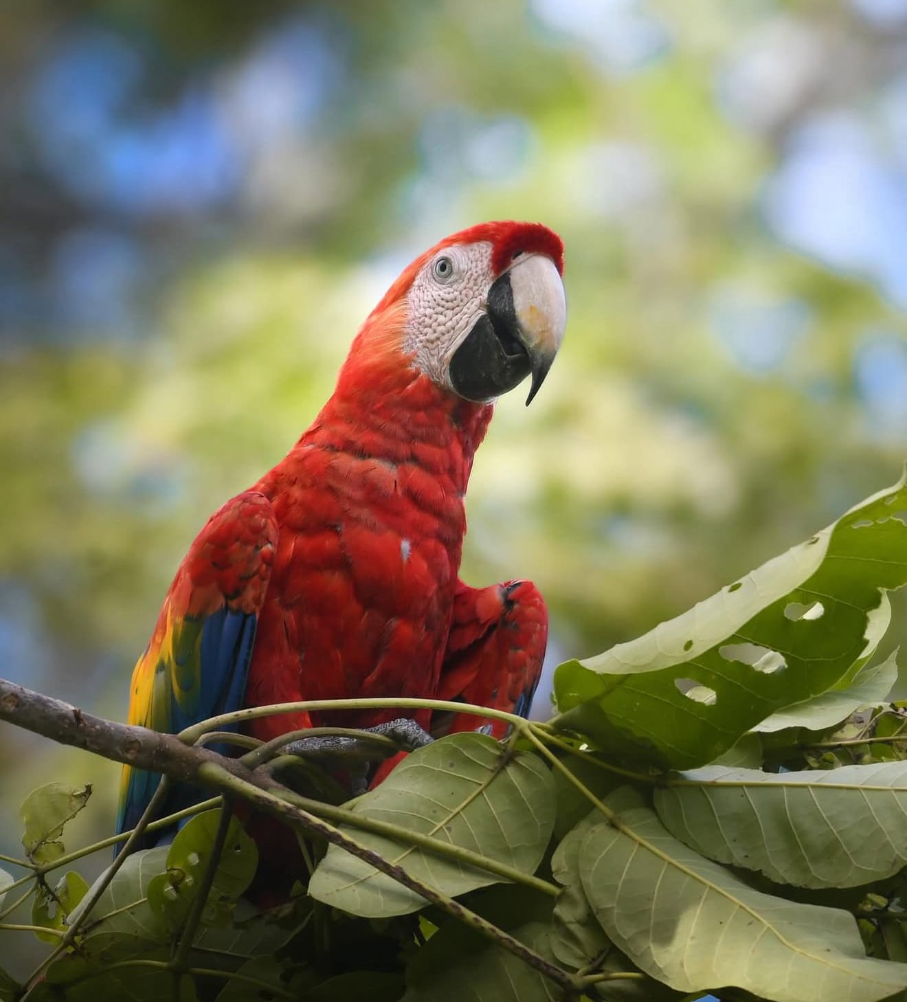 Scarlet Macaw