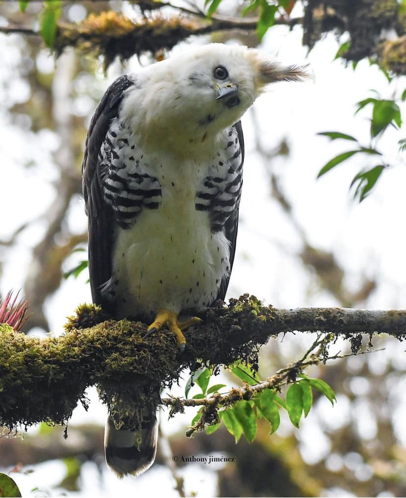 Ornate Hawk-Eagle