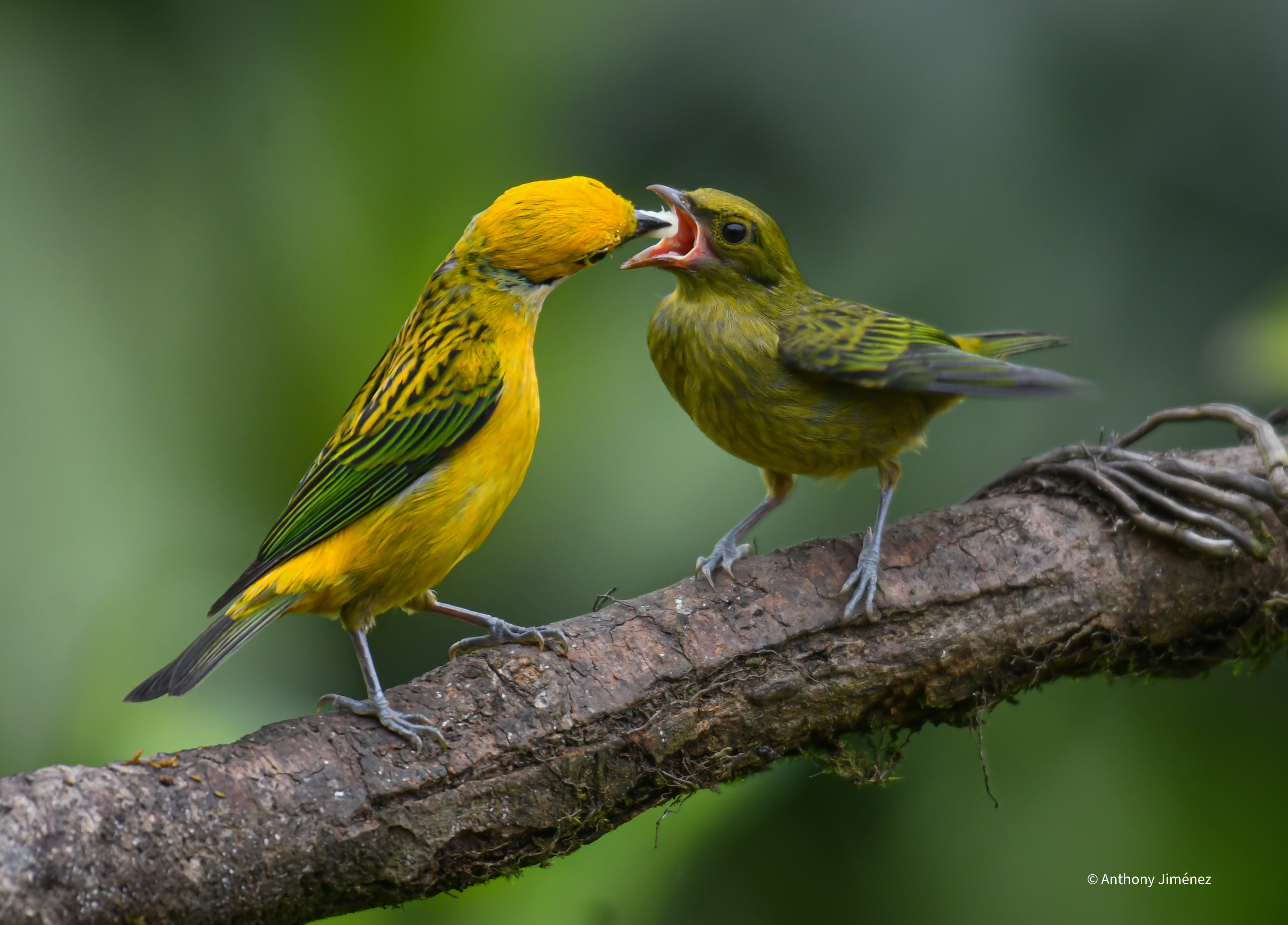 Silver-throated Tanager