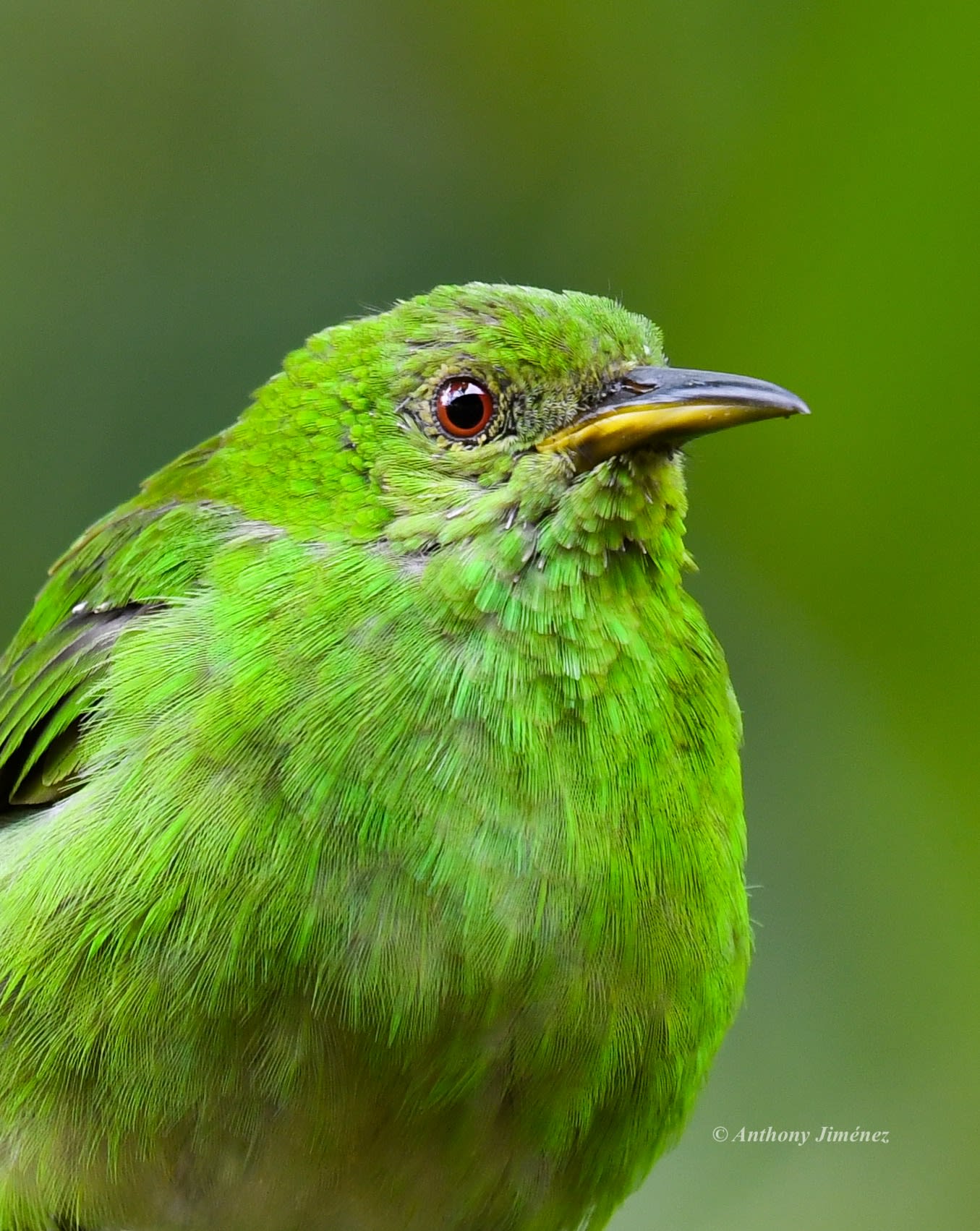 Green Honeycreeper
