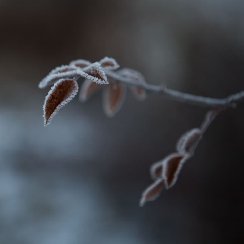 Givre