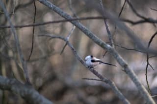 A small white and grey bird perched on a bare branch in a woodland.