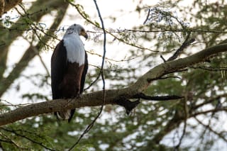 African Fish Eagle in Nakuru