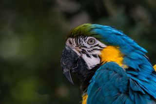 Photo of a Blue-and-yellow macaw's head