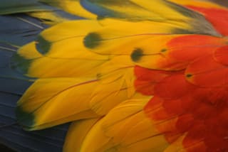 Close-up of colorful parrot feathers, showcasing vibrant yellow, red, and blue hues.