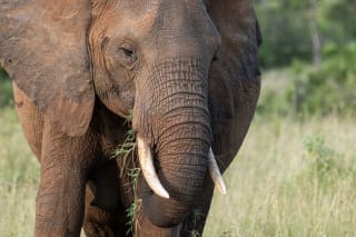 Tightly framed photo of an elephant eating grass