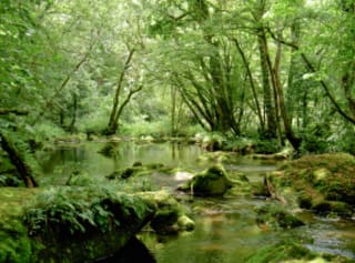 Photo of a river under trees filtering the sun light