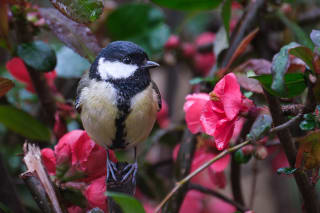 A great tit bird perched among red flowers and green foliage.