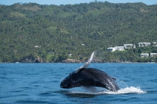 A humpback whale is breaching the surface of the water.