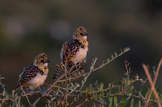 Juvenile D'Arnaud's Barbets in sunset