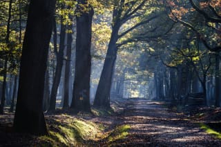 Photo of a path in the undergrowth, with sunlight coming through the trees