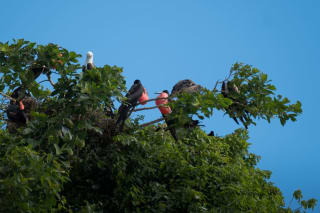 A group of birds perched on branches in a lush tree, against a clear blue sky.Several dark-colored birds have a red gular sac.