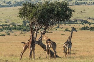 Masai giraffes like tree leaves