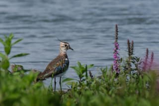 Northern lapwing in Schiermonnikoog's Westerplas