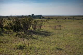 Expansive savanna landscape with grasslands and scattered bushes under a clear sky.