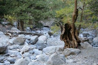 Scenic rocky terrain with large boulders, weathered tree trunks, and surrounding greenery.